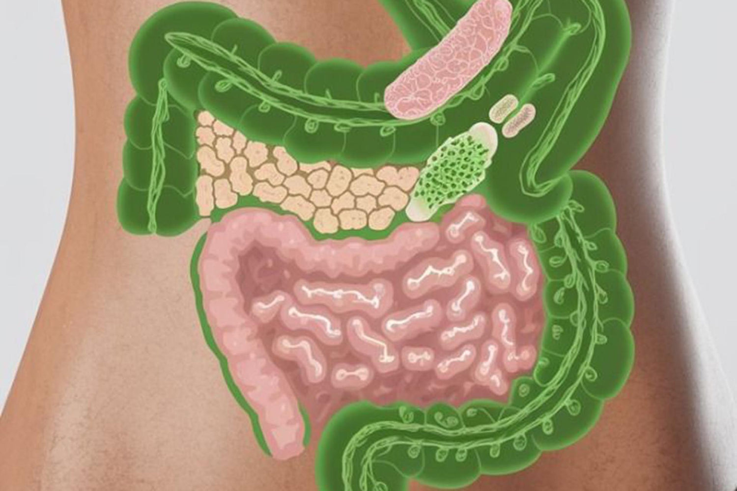 Gut Health